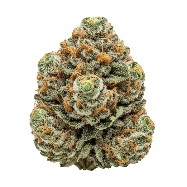 Northern Light — boisé résineux